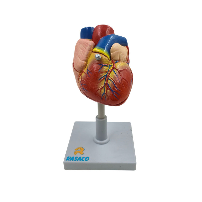 بازی آموزشی رساکو مدل قلب انسان اندازه طبیعی بازی آموزشی رساکو مدل قلب انسان اندازه طبیعی