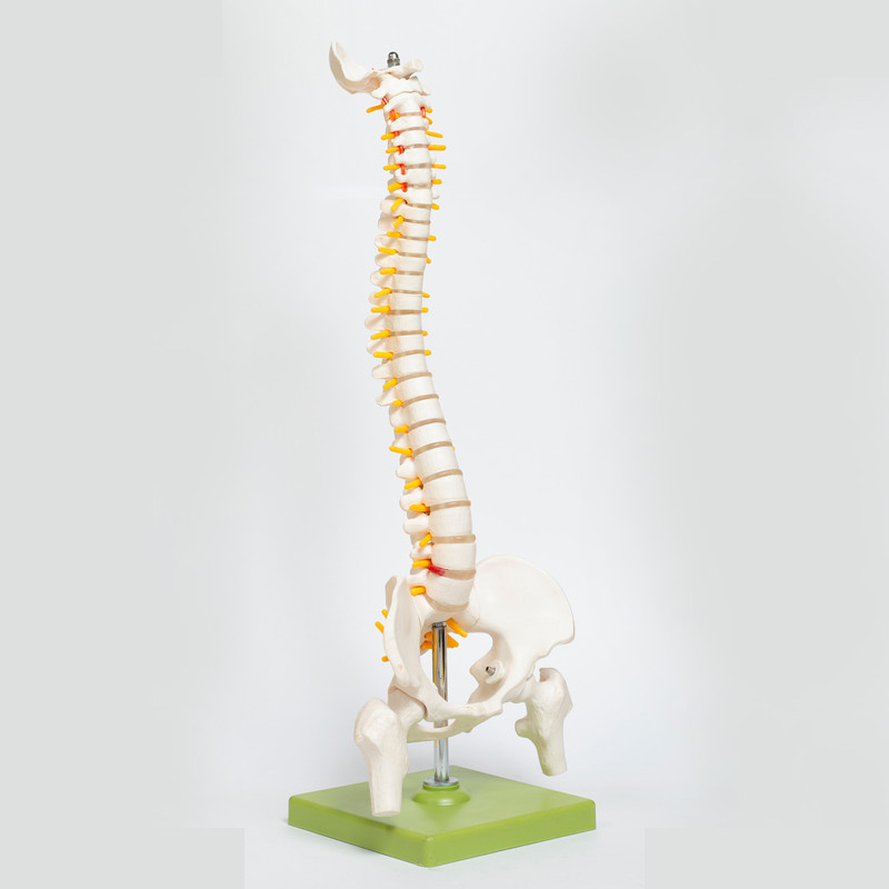 کیت آموزشی مولاژ دستگاه گوارش کد 01 کیت آموزشی مولاژ دستگاه گوارش کد 01