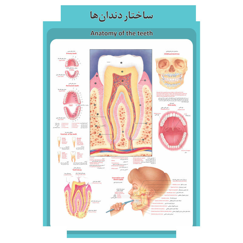 پوستر آموزشی طرح آناتومی دستگاه گوارش