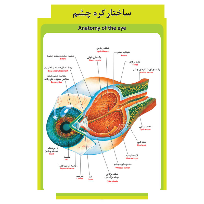پوستر آموزشی طرح آناتومی اسکلت بدن انسان پوستر آموزشی طرح آناتومی اسکلت بدن انسان