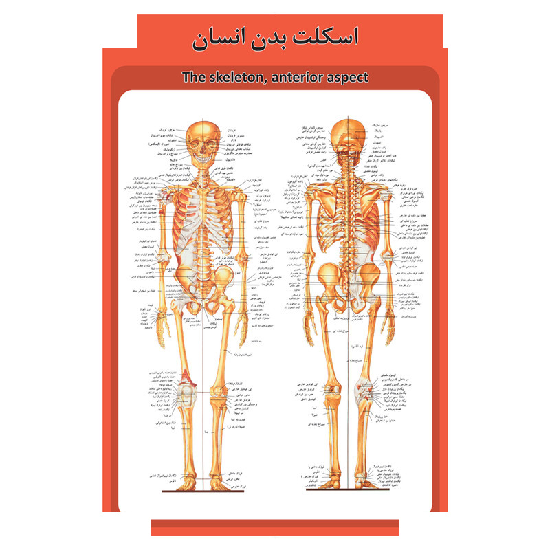 پوستر آموزشی طرح آناتومی سیستم گردش خون