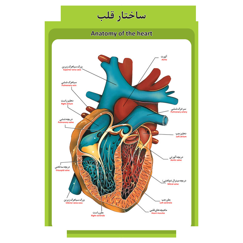 ترازوی مکانیکی زیکلاس مد مدل ZYK-MS03 ترازوی مکانیکی زیکلاس مد مدل ZYK-MS03