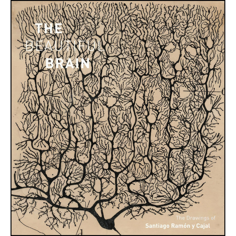 کتاب The Beautiful Brain اثر جمعي از نويسندگان انتشارات Abrams
