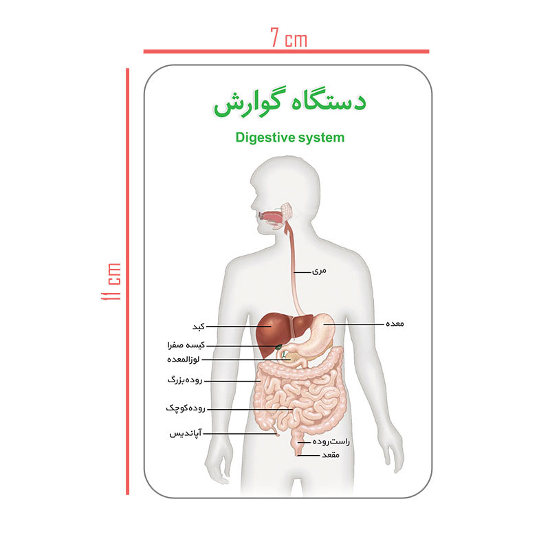 فلش کارت آموزش آموزشی آشنایی با بدن انسان انتشارات اندیشه کهن فلش کارت آموزش آموزشی آشنایی با بدن انسان انتشارات اندیشه کهن
