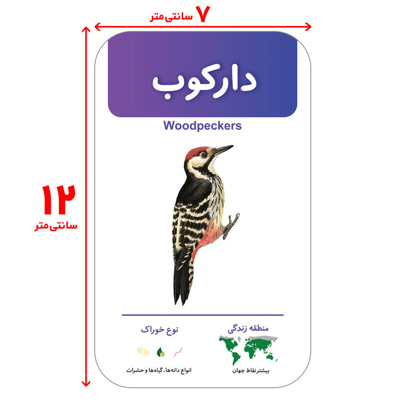 فلش کارت آشنایی با پرندگان انتشارات اندیشه کهن فلش کارت آشنایی با پرندگان انتشارات اندیشه کهن