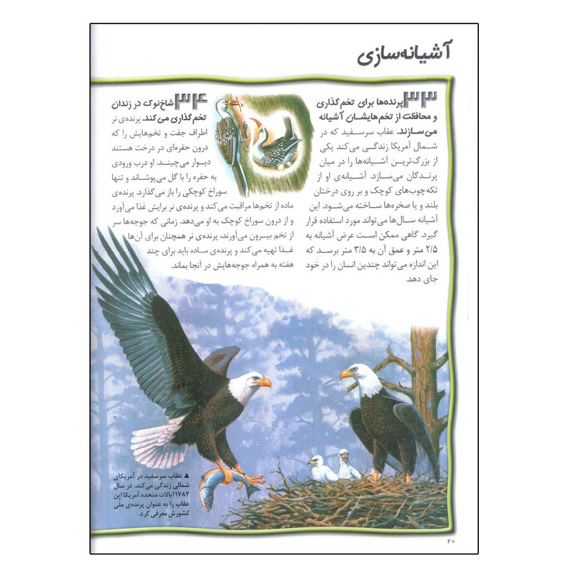 کتاب 100 حقیقت درباره ی پرندگان اثر جینی جانسون انتشارات سایه گستر کتاب 100 حقیقت درباره ی پرندگان اثر جینی جانسون انتشارات سایه گستر