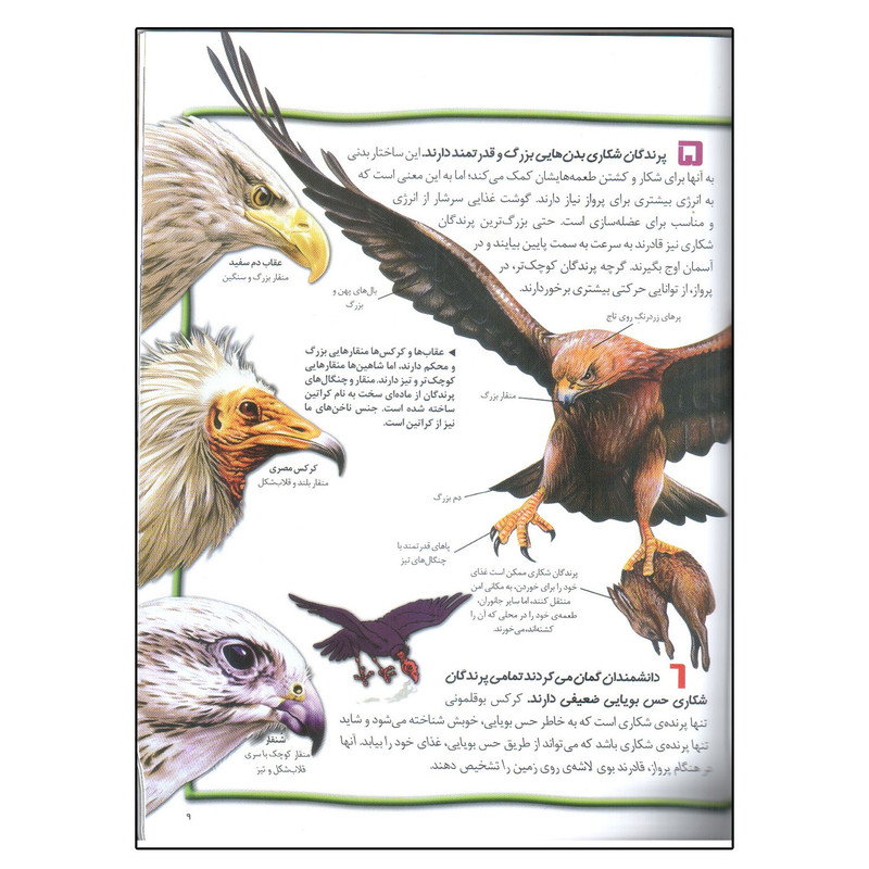 کتاب 100 حقیقت درباره ی پرندگان شکاری اثر استیو پارکر انتشارات سایه گستر کتاب 100 حقیقت درباره ی پرندگان شکاری اثر استیو پارکر انتشارات سایه گستر