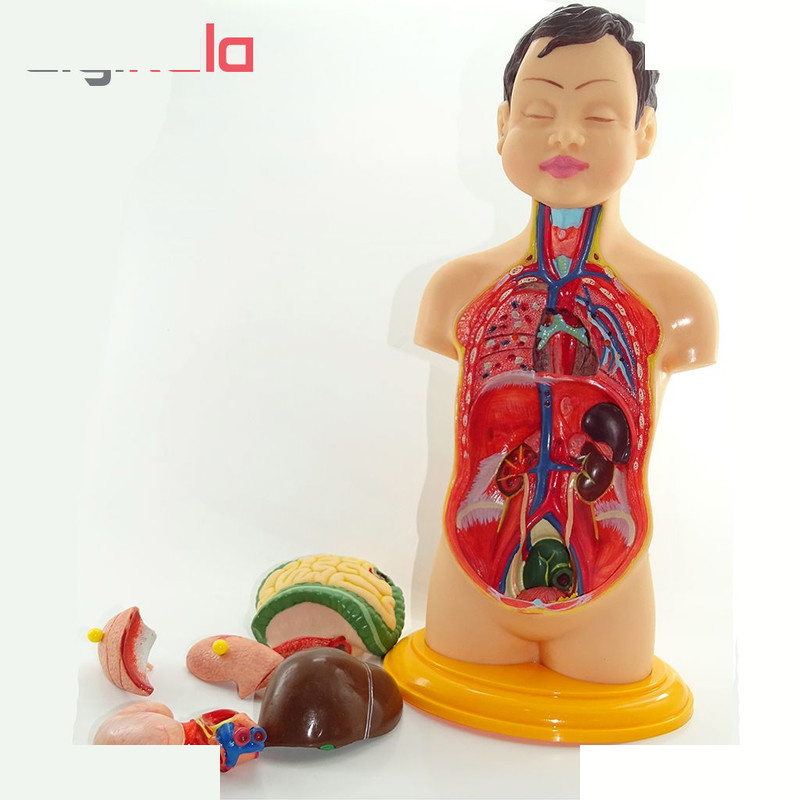 بازی آموزشی طرح مولاژ اسکلت لگن خاصره مدل ASM07 بازی آموزشی طرح مولاژ اسکلت لگن خاصره مدل ASM07