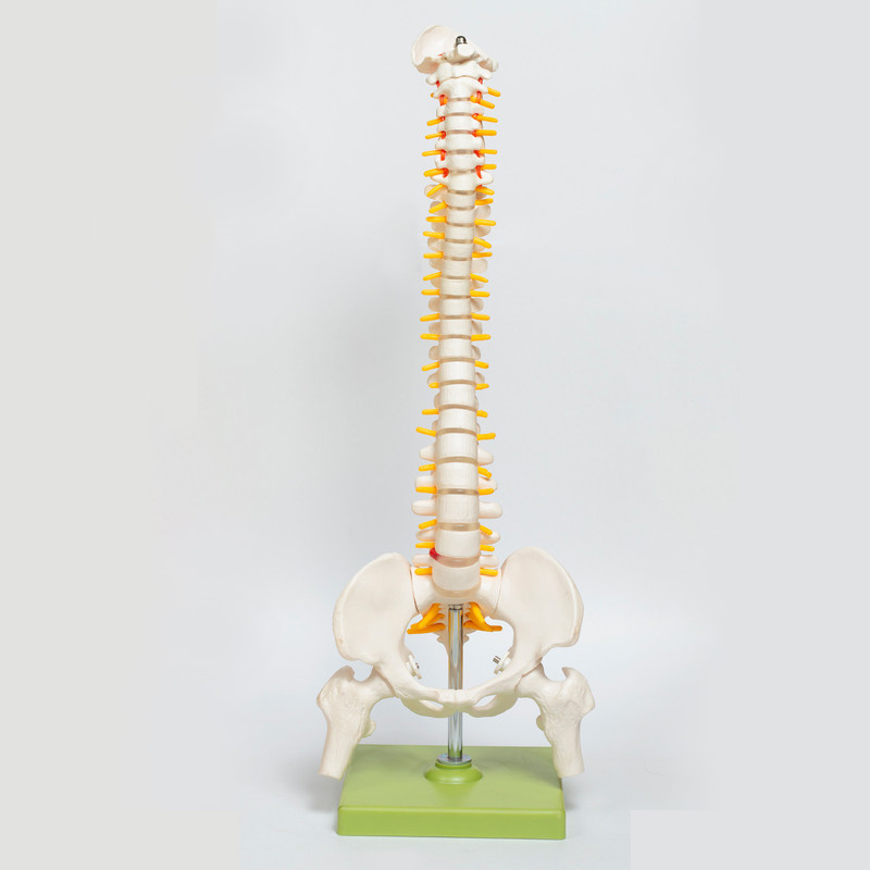 کیت آموزشی مولاژ دستگاه گوارش کد 01 کیت آموزشی مولاژ دستگاه گوارش کد 01