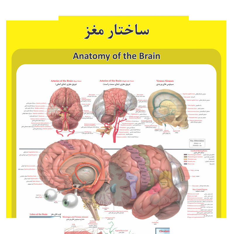 پوستر آموزشی طرح آناتومی گوش،حلق و بینی انسان پوستر آموزشی طرح آناتومی گوش،حلق و بینی انسان