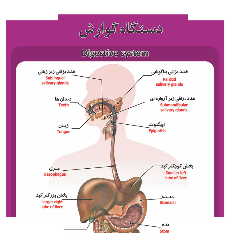 پوستر آموزشی طرح آناتومی ساختار پوست پوستر آموزشی طرح آناتومی ساختار پوست