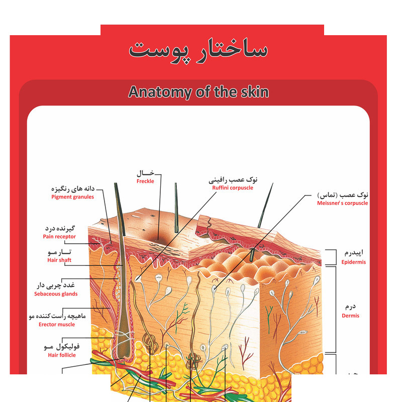 بازی آموزشی طرح مولاژ سلول عصبی نرون مدل ASM34 بازی آموزشی طرح مولاژ سلول عصبی نرون مدل ASM34