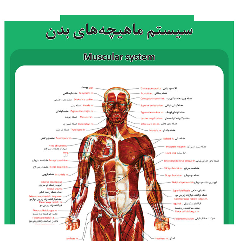 پوستر آموزشی طرح آناتومی ساختار کره چشم پوستر آموزشی طرح آناتومی ساختار کره چشم