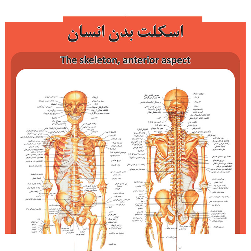 پوستر آموزشی طرح آناتومی سیستم گردش خون