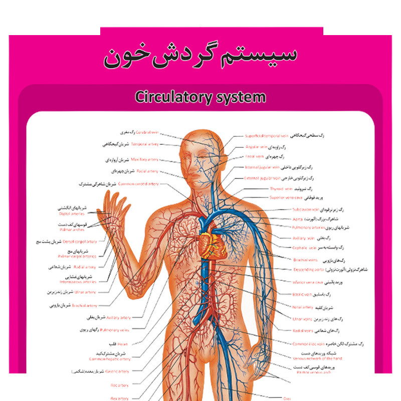 پوستر آموزشی طرح آناتومی ساختار قلب پوستر آموزشی طرح آناتومی ساختار قلب