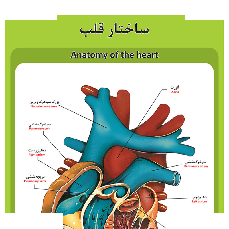 ترازوی مکانیکی زیکلاس مد مدل ZYK-MS03 ترازوی مکانیکی زیکلاس مد مدل ZYK-MS03