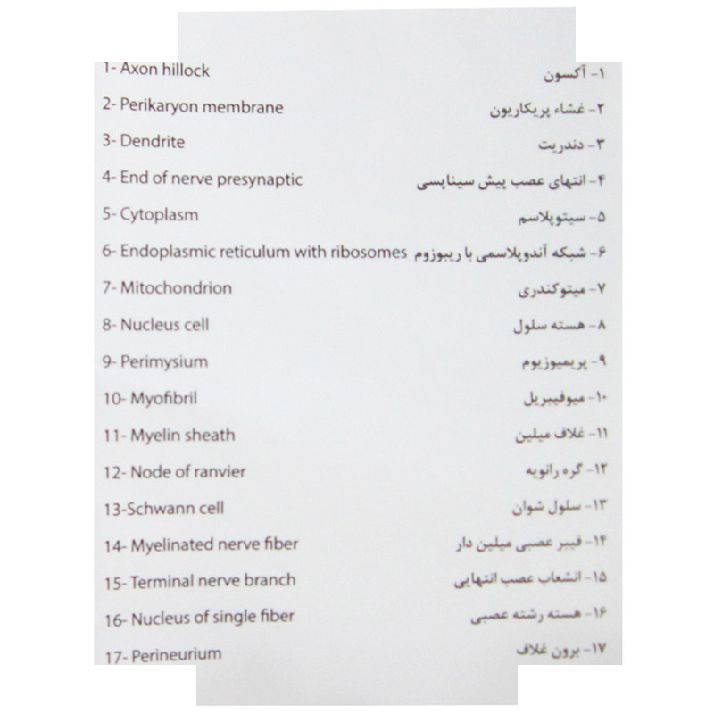 پوستر آموزشی طرح آناتومی ساختار اعصاب پوستر آموزشی طرح آناتومی ساختار اعصاب