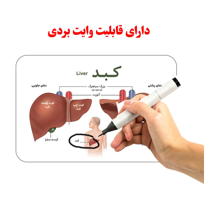 فلش کارت آموزش آموزشی آشنایی با بدن انسان انتشارات اندیشه کهن فلش کارت آموزش آموزشی آشنایی با بدن انسان انتشارات اندیشه کهن