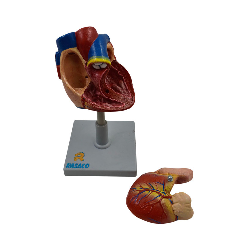 بازی آموزشی رساکو مدل قلب انسان اندازه طبیعی بازی آموزشی رساکو مدل قلب انسان اندازه طبیعی