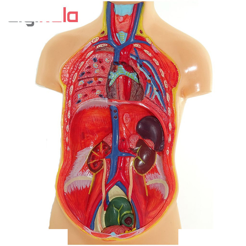 بازی آموزشی طرح مولاژ اسکلت لگن خاصره مدل ASM07 بازی آموزشی طرح مولاژ اسکلت لگن خاصره مدل ASM07