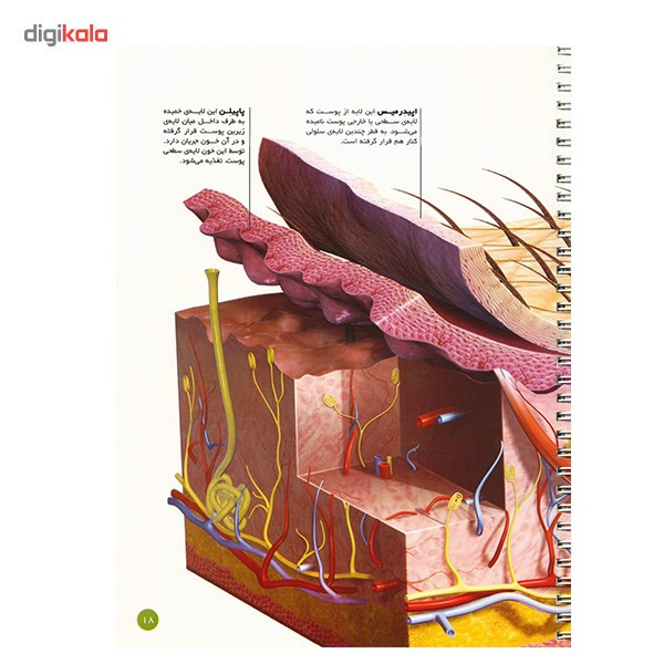 کتاب اطلس بدن انسان اثر جان استرادلینگ کتاب اطلس بدن انسان اثر جان استرادلینگ