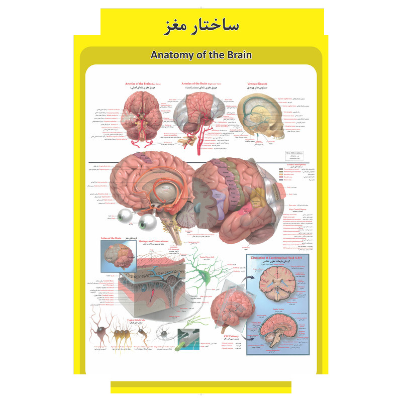 پوستر آموزشی طرح آناتومی گوش،حلق و بینی انسان