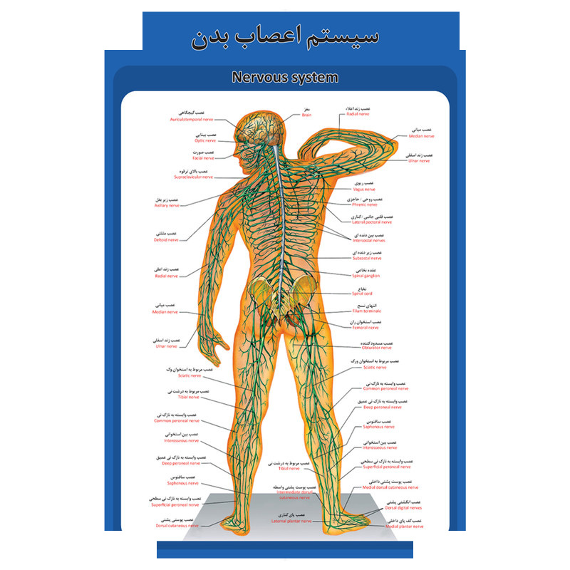 پوستر آموزشی طرح آناتومی سیستم ماهیچه های بدن