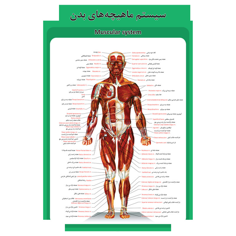 پوستر آموزشی طرح آناتومی ساختار کره چشم