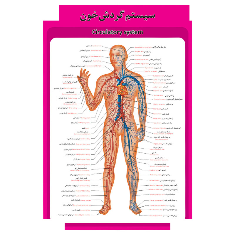پوستر آموزشی طرح آناتومی ساختار قلب