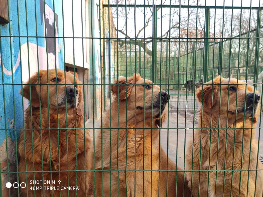 نمونه عکس دوربین شیائومی mi 9