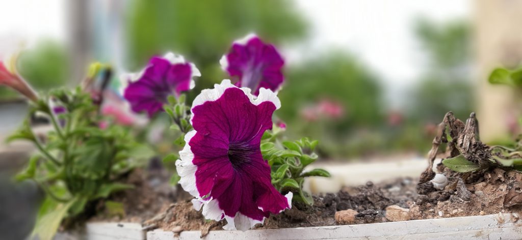 گوشی A50