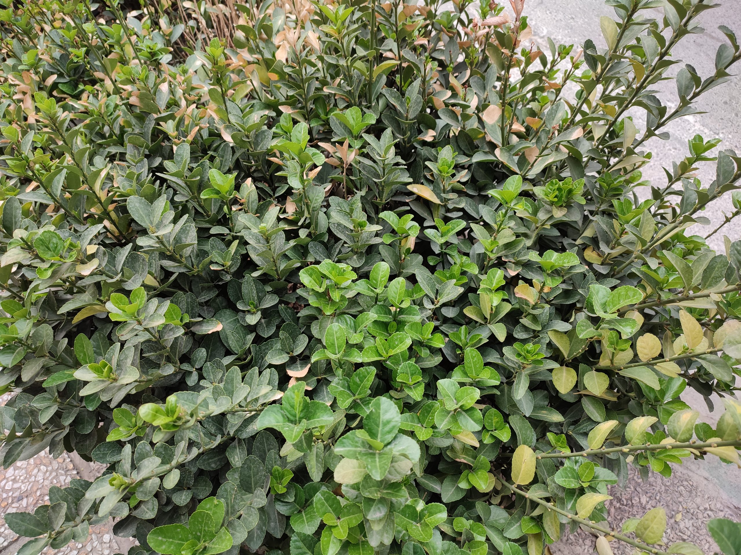 نمونه عکس دوربین اصلی ردمی نوت 10 پرو