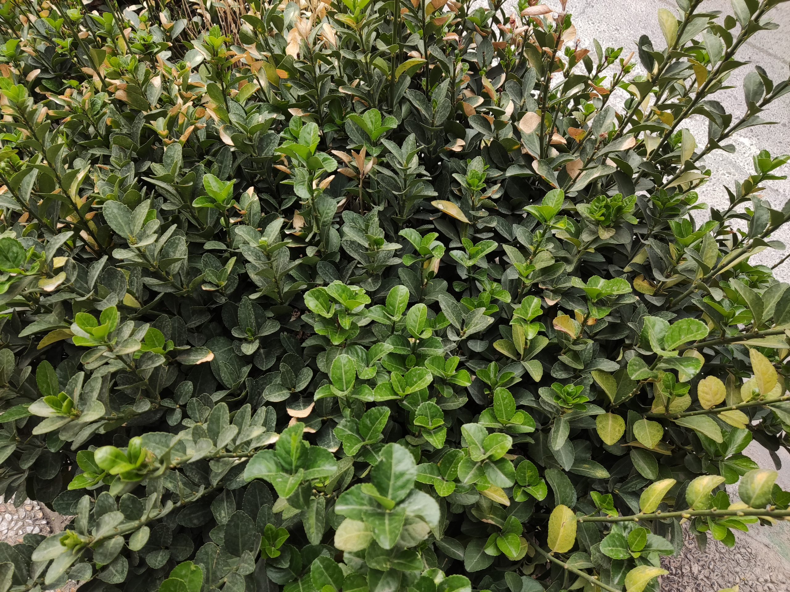 نمونه عکس دوربین اصلی پوکو f3