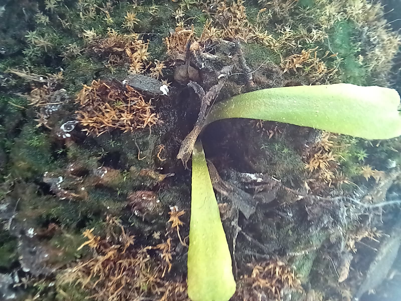 عکاسی ماکرو m32 4g