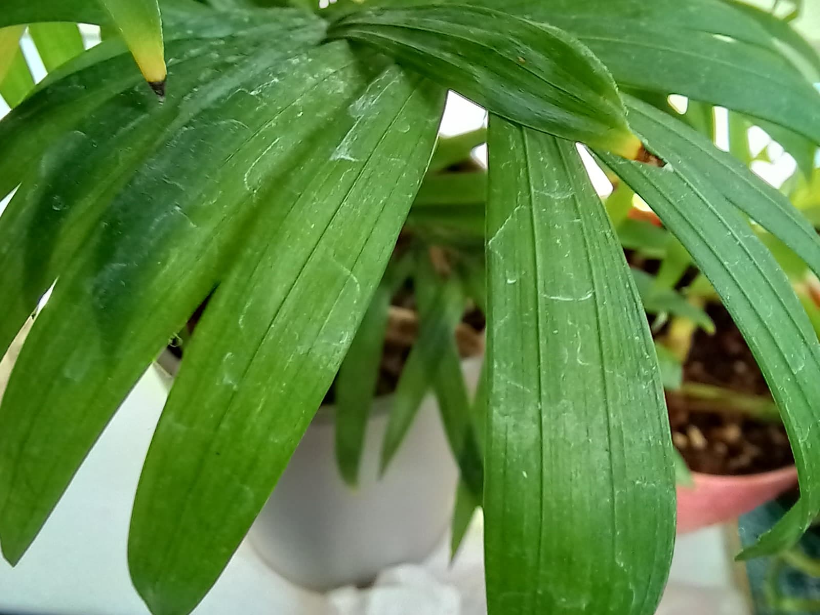 عکاسی ماکرو با گلکسی M32
