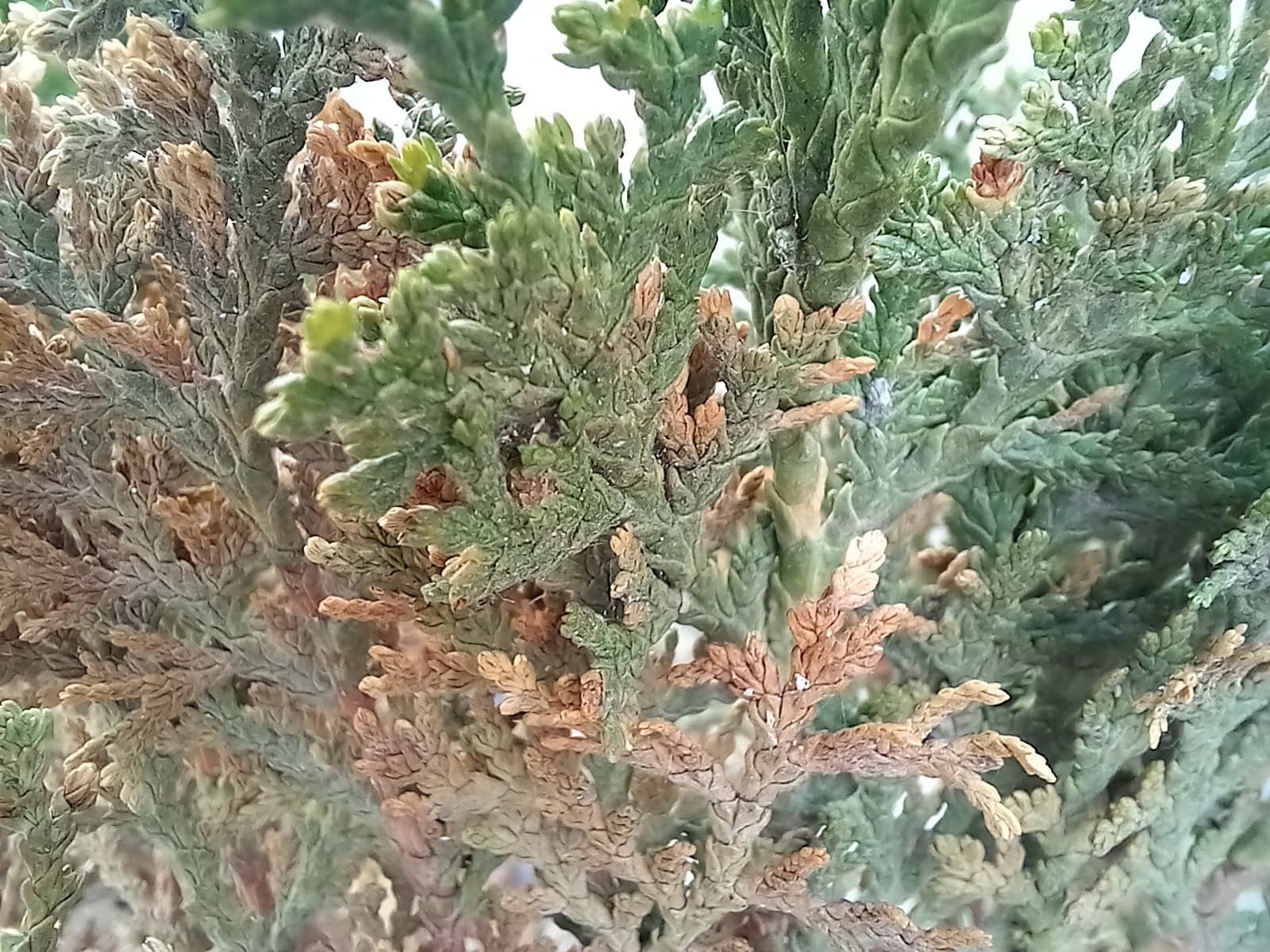 عکاسی ماکرو m32 4g