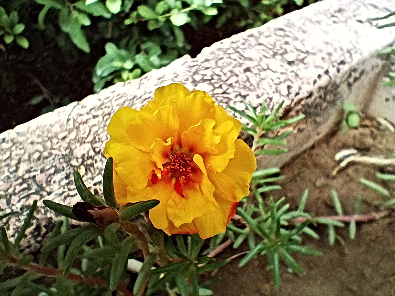 عکاسی ماکرو باند داریا